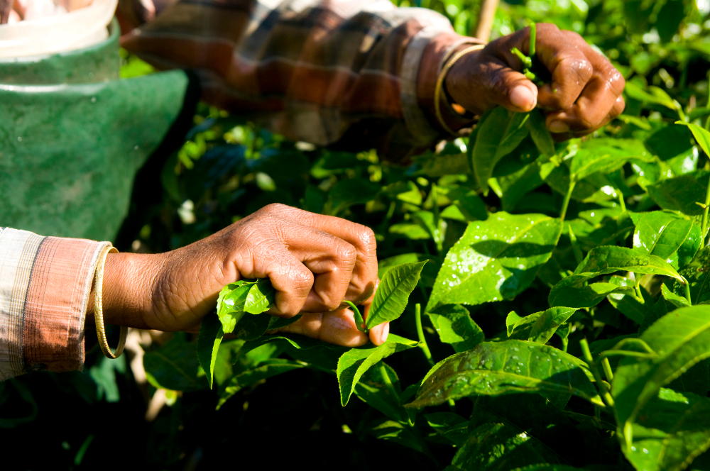 Facts about agriculture in india | Amazing facts